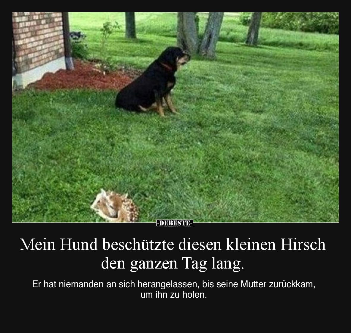Mein Hund beschützte diesen kleinen Hirsch den ganzen Tag lang.

Er hat niemanden an sich herangelassen, bis seine Mutter z...