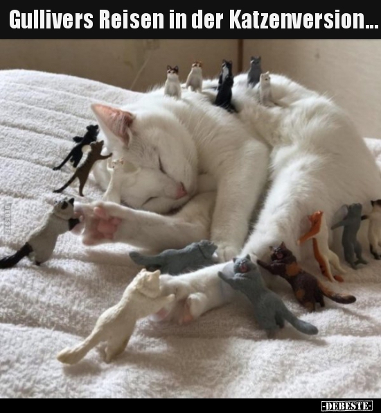 Gullivers Reisen in der Katzenversion... - Lustige Bilder | DEBESTE.de