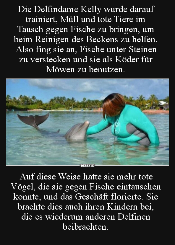 Die Delfindame Kelly wurde darauf trainiert, Müll und tote.. - Lustige Bilder | DEBESTE.de