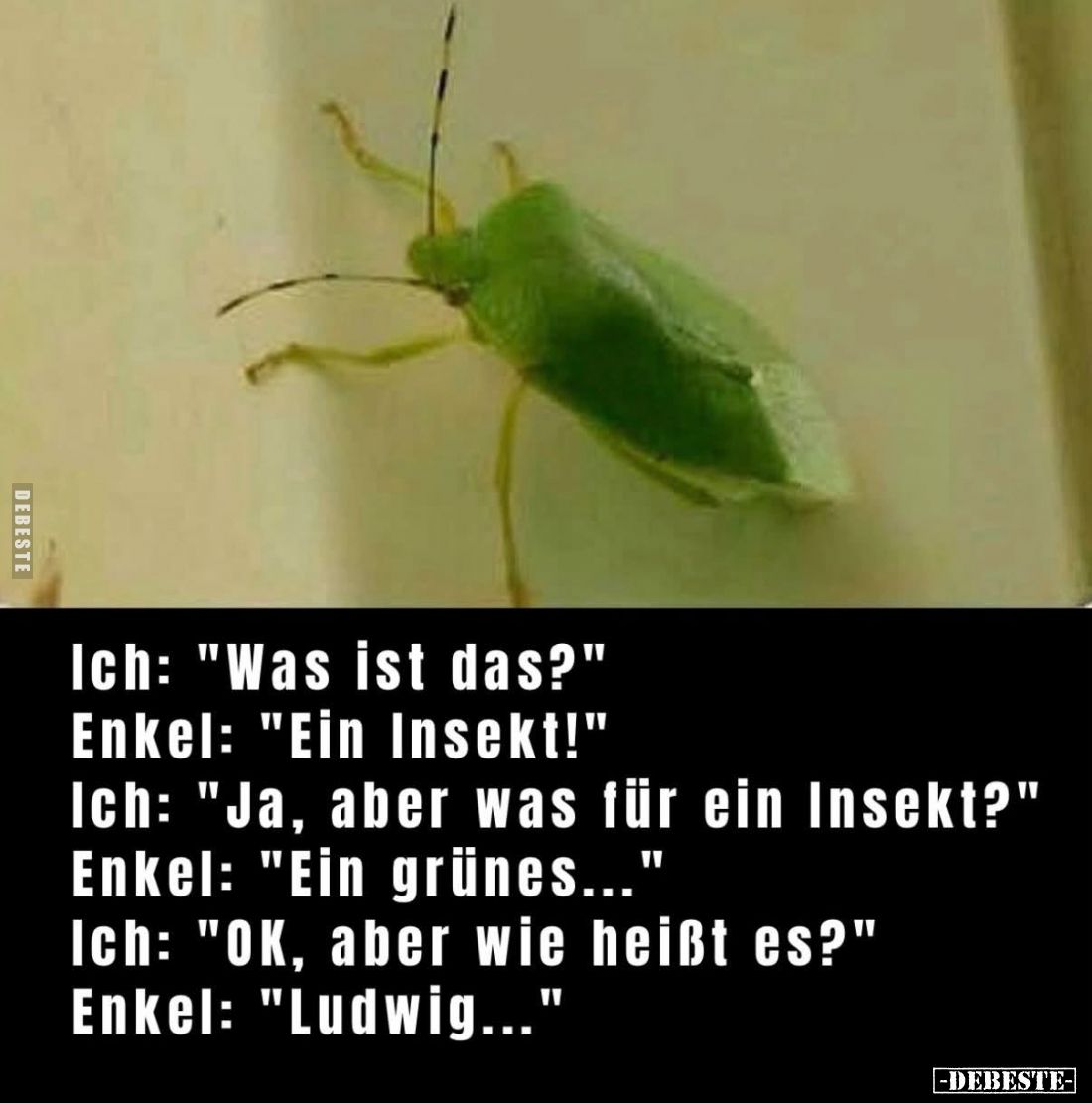 Ich: "Was ist das?" -
Enkel: "Ein Insekt!" -
Ich: "Ja, aber was für ein Insekt?" -
Enkel: &q...