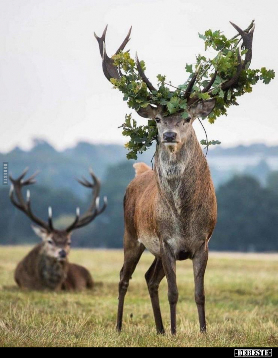  - Lustige Bilder | DEBESTE.de