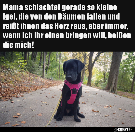 Mama schlachtet gerade so kleine Igel, die von den Bäumen.. - Lustige Bilder | DEBESTE.de