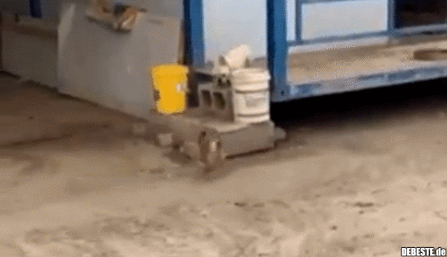 Der Schlichter-Hund..