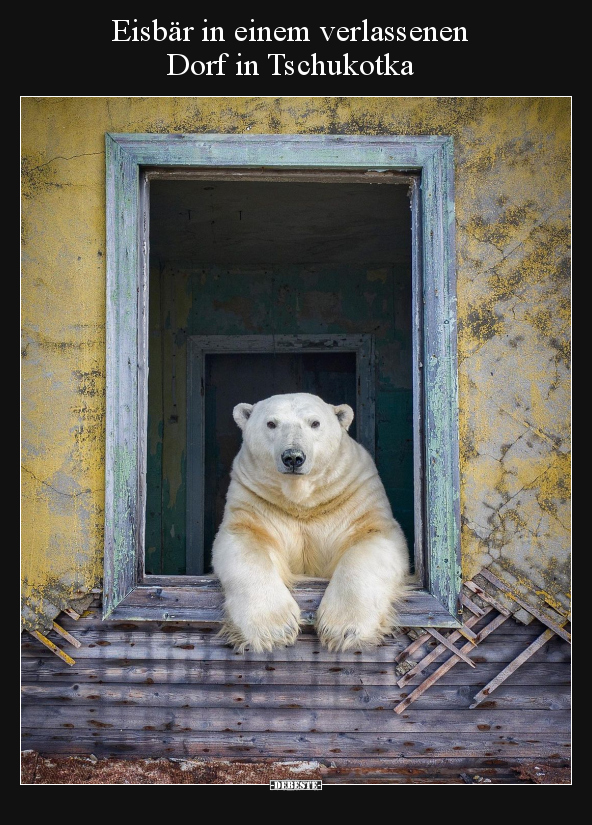 Eisbär in einem verlassenen Dorf in Tschukotka.. - Lustige Bilder | DEBESTE.de