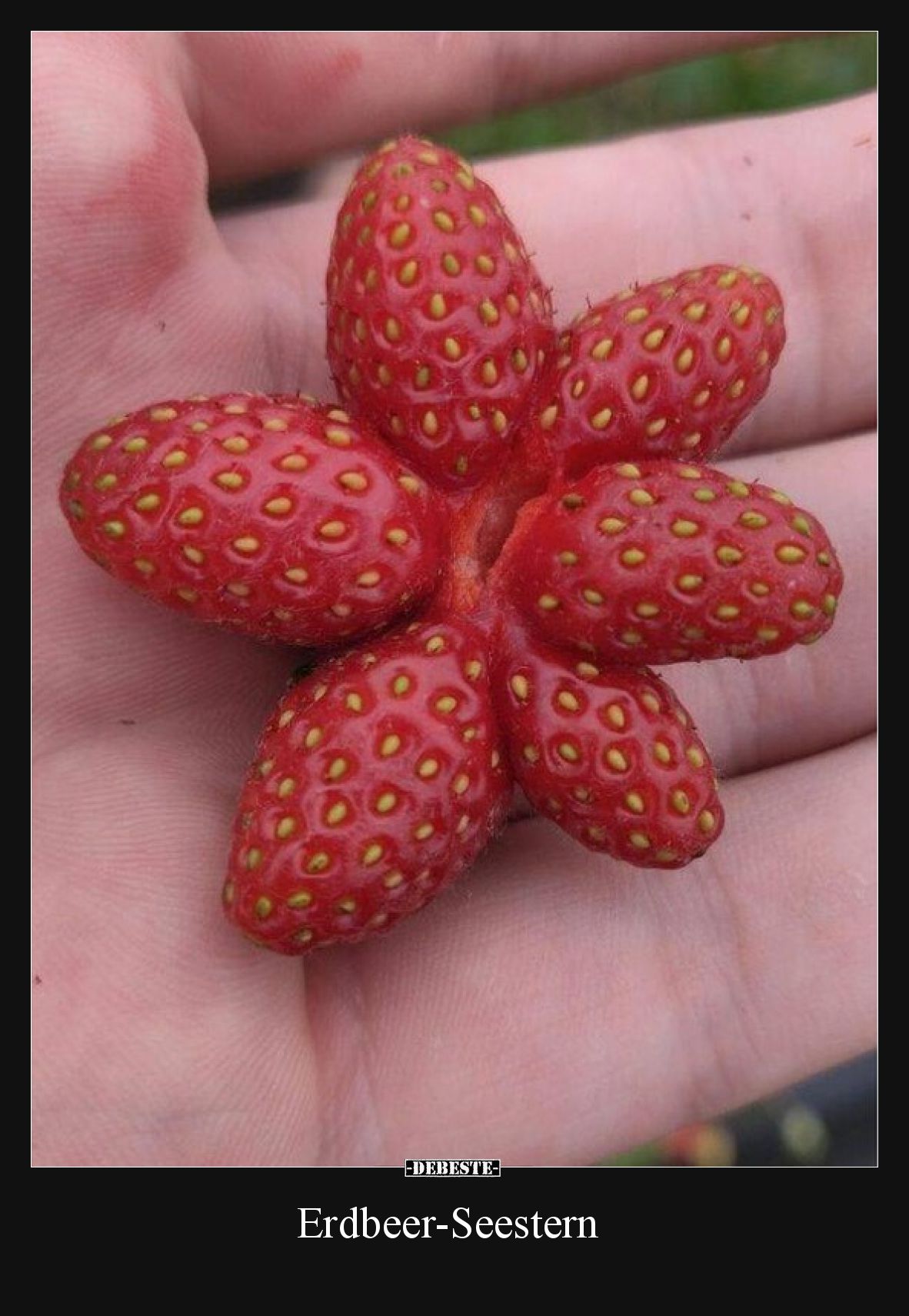 Erdbeer-Seestern