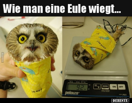 Wie man eine Eule wiegt... - Lustige Bilder | DEBESTE.de