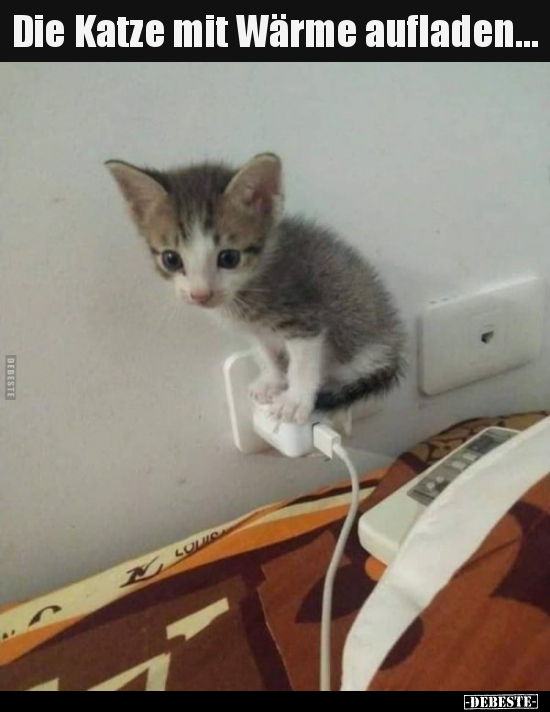 Die Katze mit Wärme aufladen...