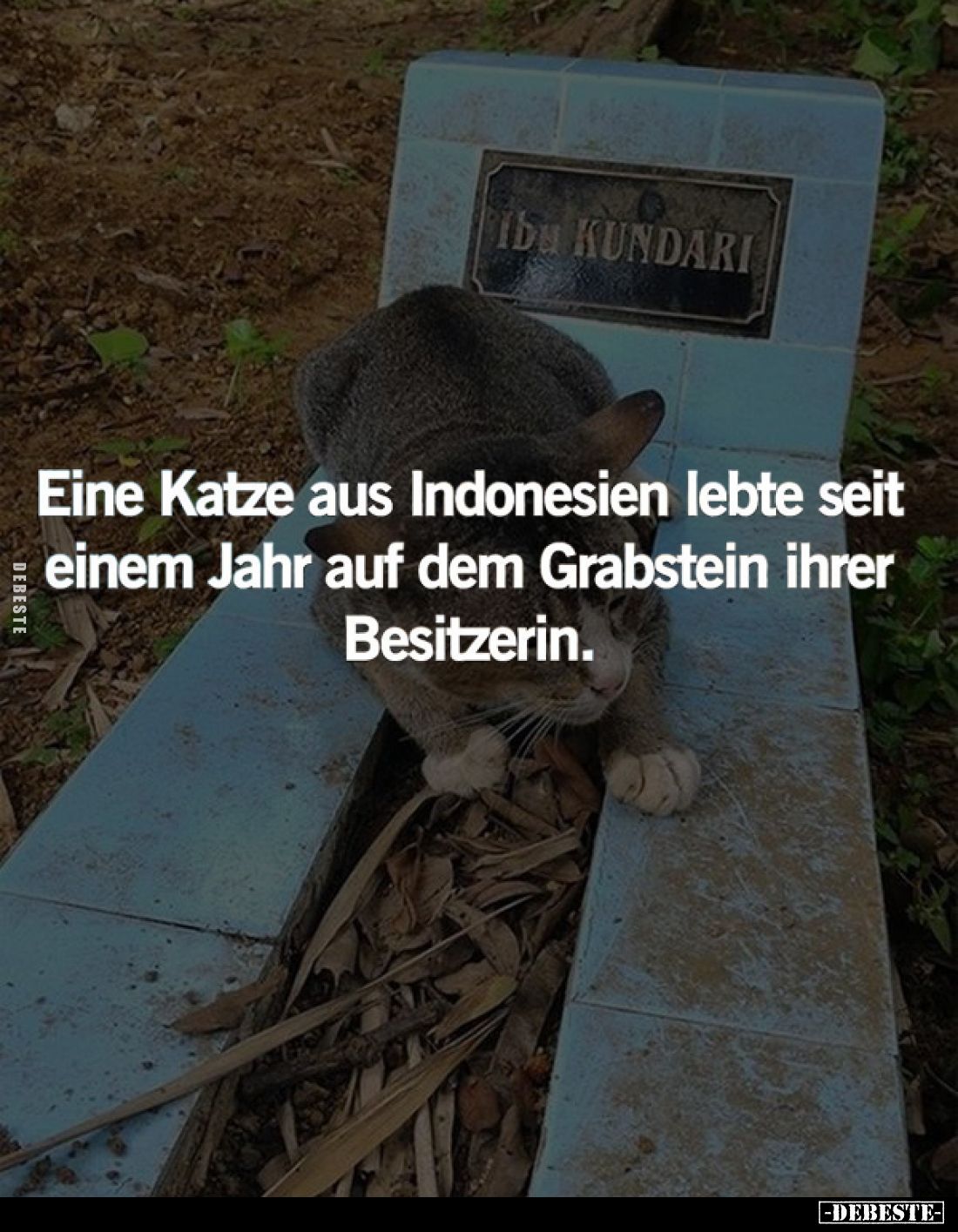 Eine Katze aus Indonesien lebte seit einem Jahr auf dem Grabstein ihrer Besitzerin.