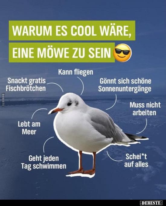 Cool, Möwe