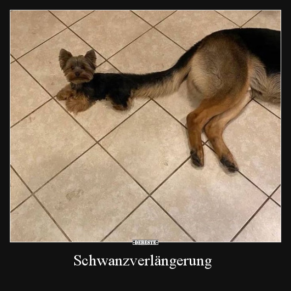 Schwanzverlängerung..