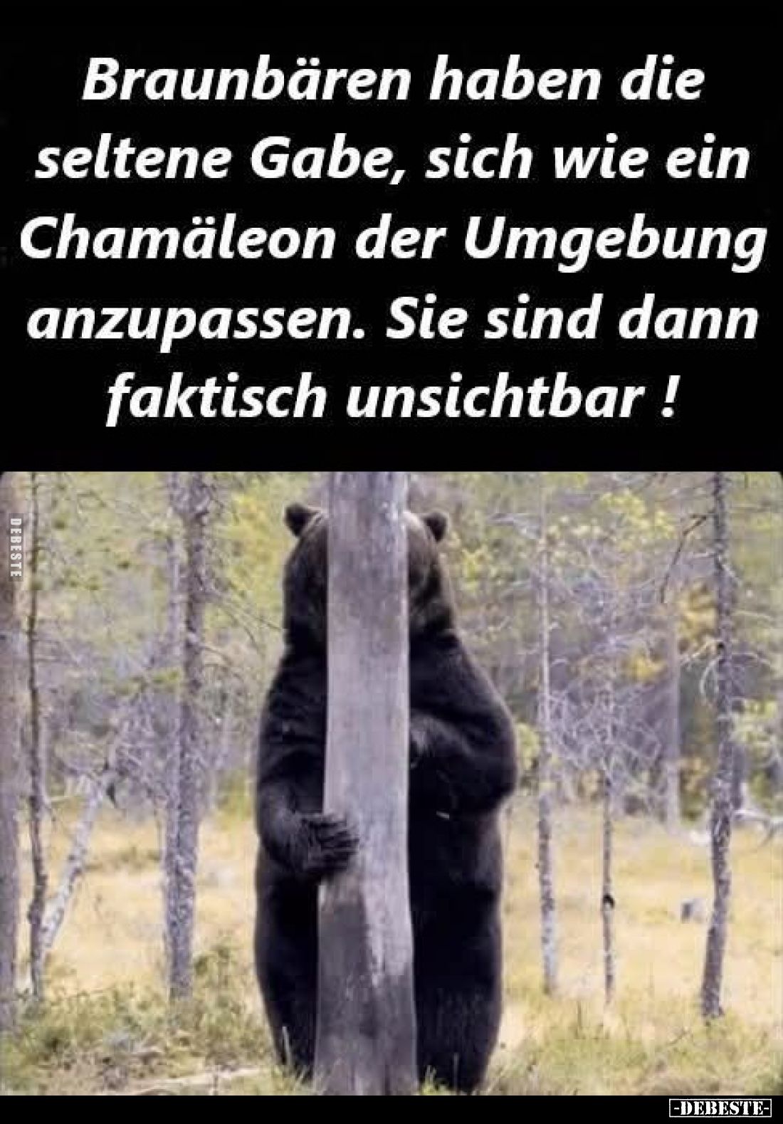Braunbären haben die seltene Gabe, sich wie ein Chamäleon der Umgebung anzupassen. Sie sind dann faktisch unsichtbar !