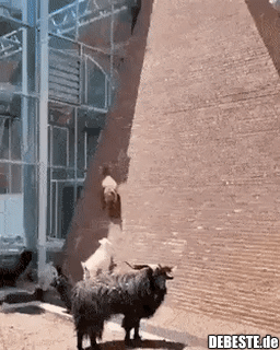 Niemand hat ihnen gesagt, dass sie das nicht können..