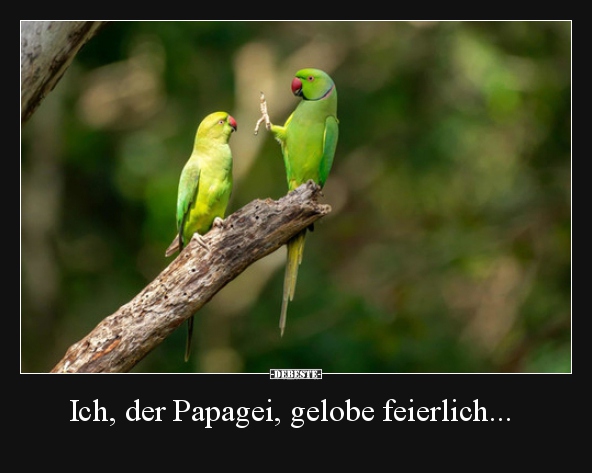 Ich, der Papagei, gelobe feierlich... - Lustige Bilder | DEBESTE.de