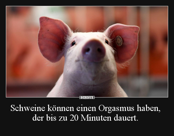 Schweine können einen Orgasmus haben.. - Lustige Bilder | DEBESTE.de