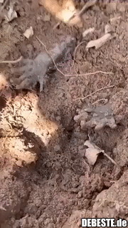 Gürteltier im Garten, das sich tot stellt..