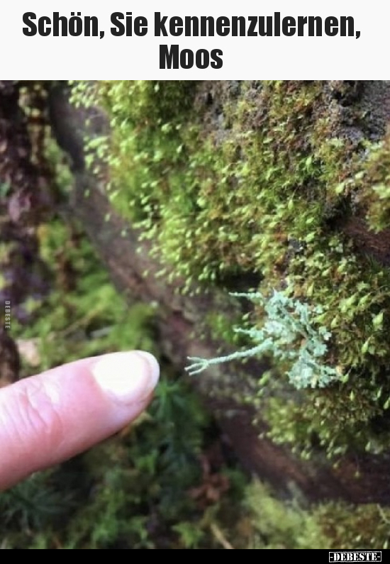 Schön, Sie kennenzulernen, Moos
