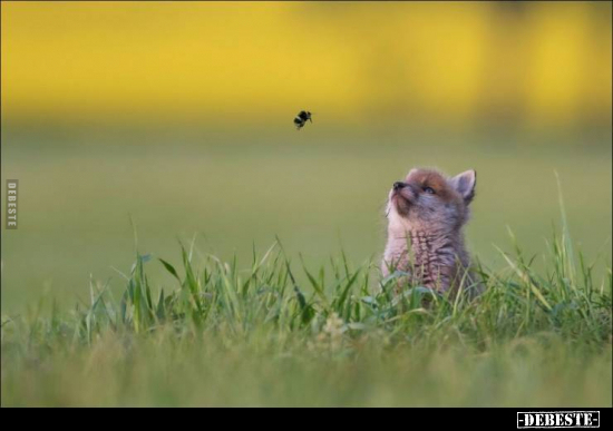  - Lustige Bilder | DEBESTE.de