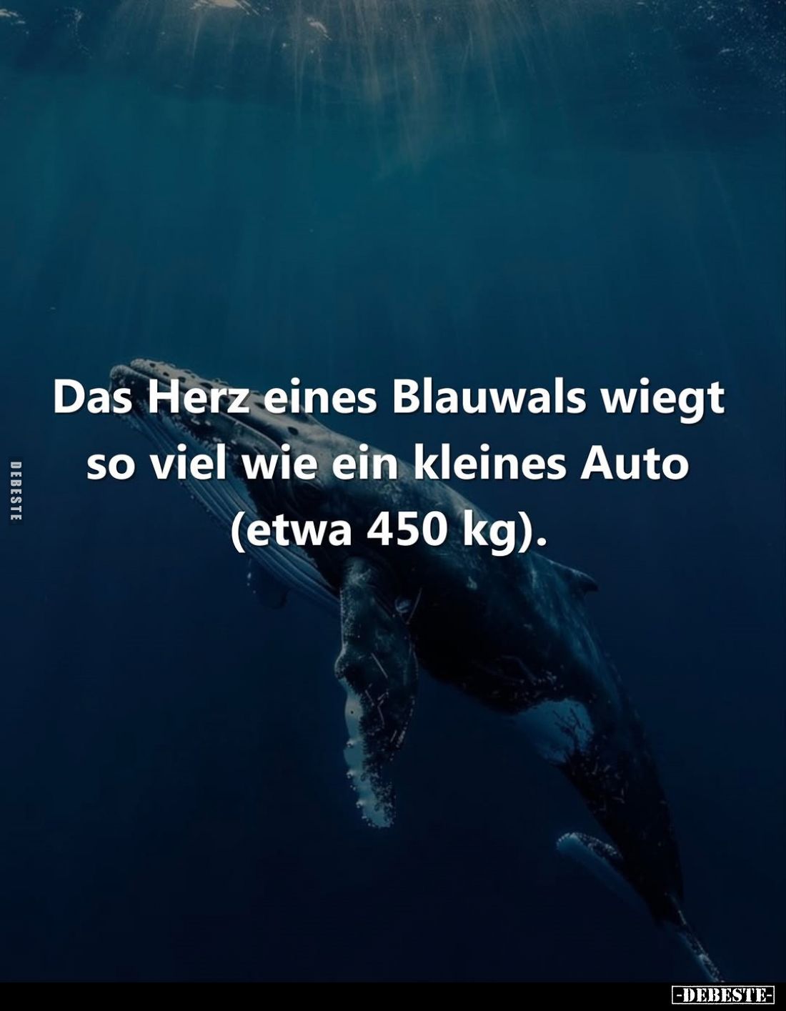 Das Herz eines Blauwals wiegt so viel wie ein kleines Auto (etwa 450 kg).