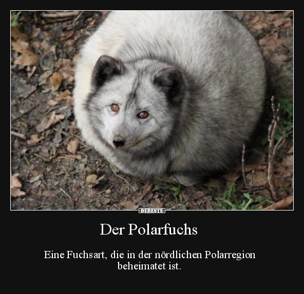 Der Polarfuchs.. - Lustige Bilder | DEBESTE.de