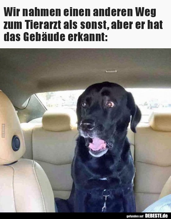 Wir nahmen einen anderen Weg zum Tierarzt als sonst..