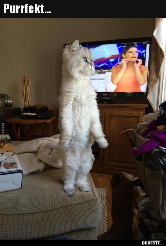 Purrfekt...