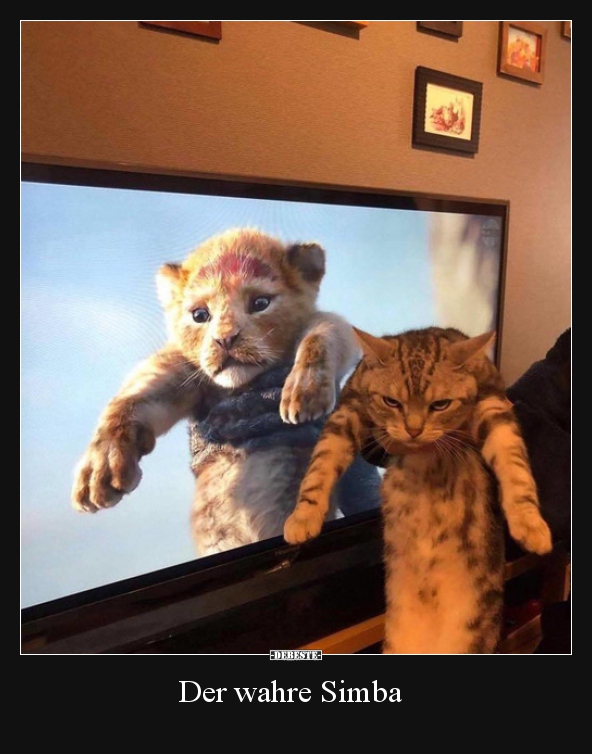 Der wahre Simba..