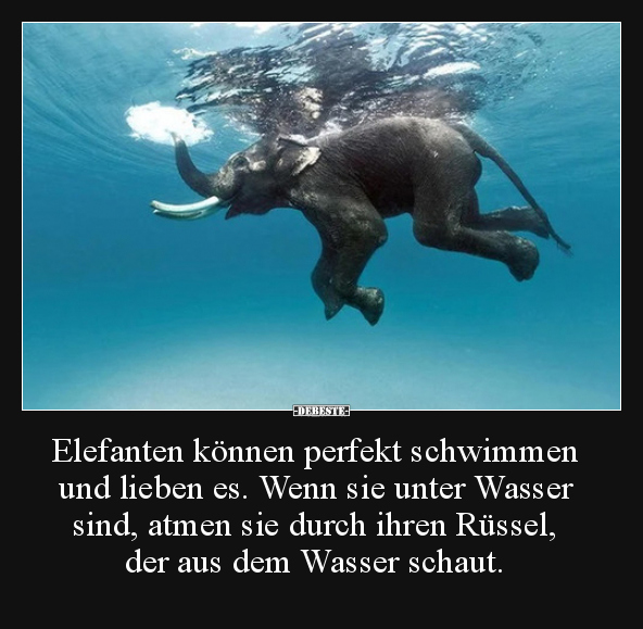 Elefanten können perfekt schwimmen und lieben es. Wenn sie.. - Lustige Bilder | DEBESTE.de