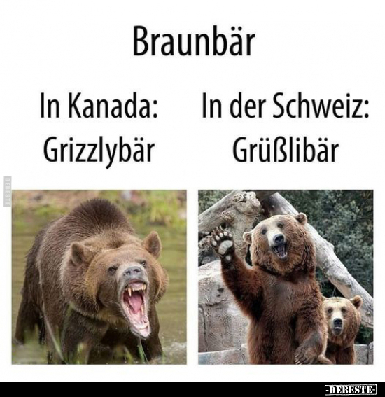 Braunbär - In Kanada: Grizzlybär - In der Schweiz.. - Lustige Bilder | DEBESTE.de