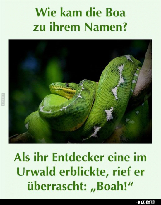 Wie kam die Boa zu ihrem Namen?.. - Lustige Bilder | DEBESTE.de