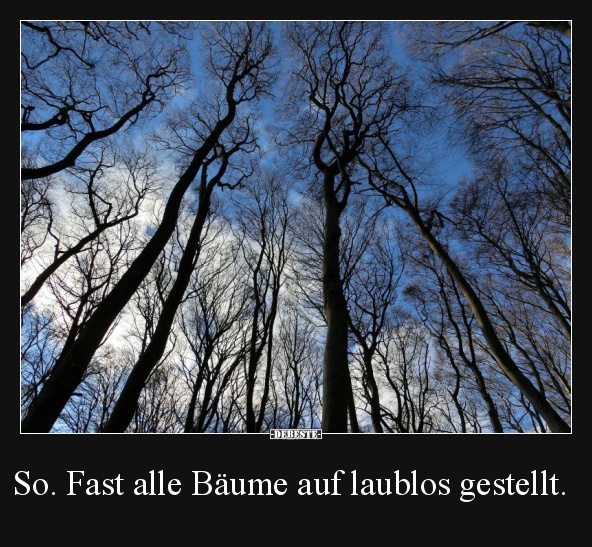 So. Fast alle Bäume auf laublos gestellt.