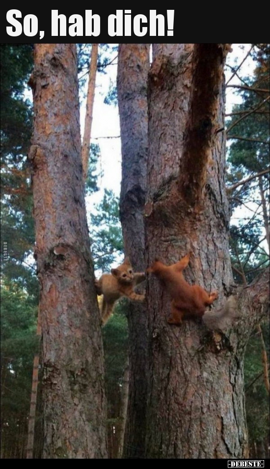 So, hab dich!..