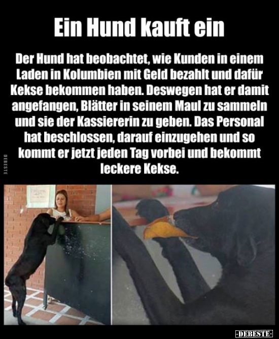 Ein Hund kauft ein..