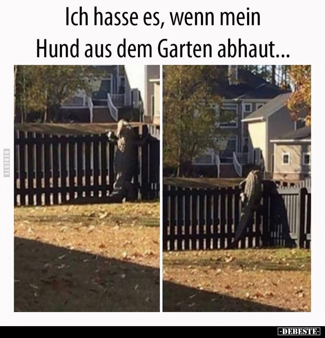 Ich hasse es, wenn mein Hund aus dem Garten abhaut...
