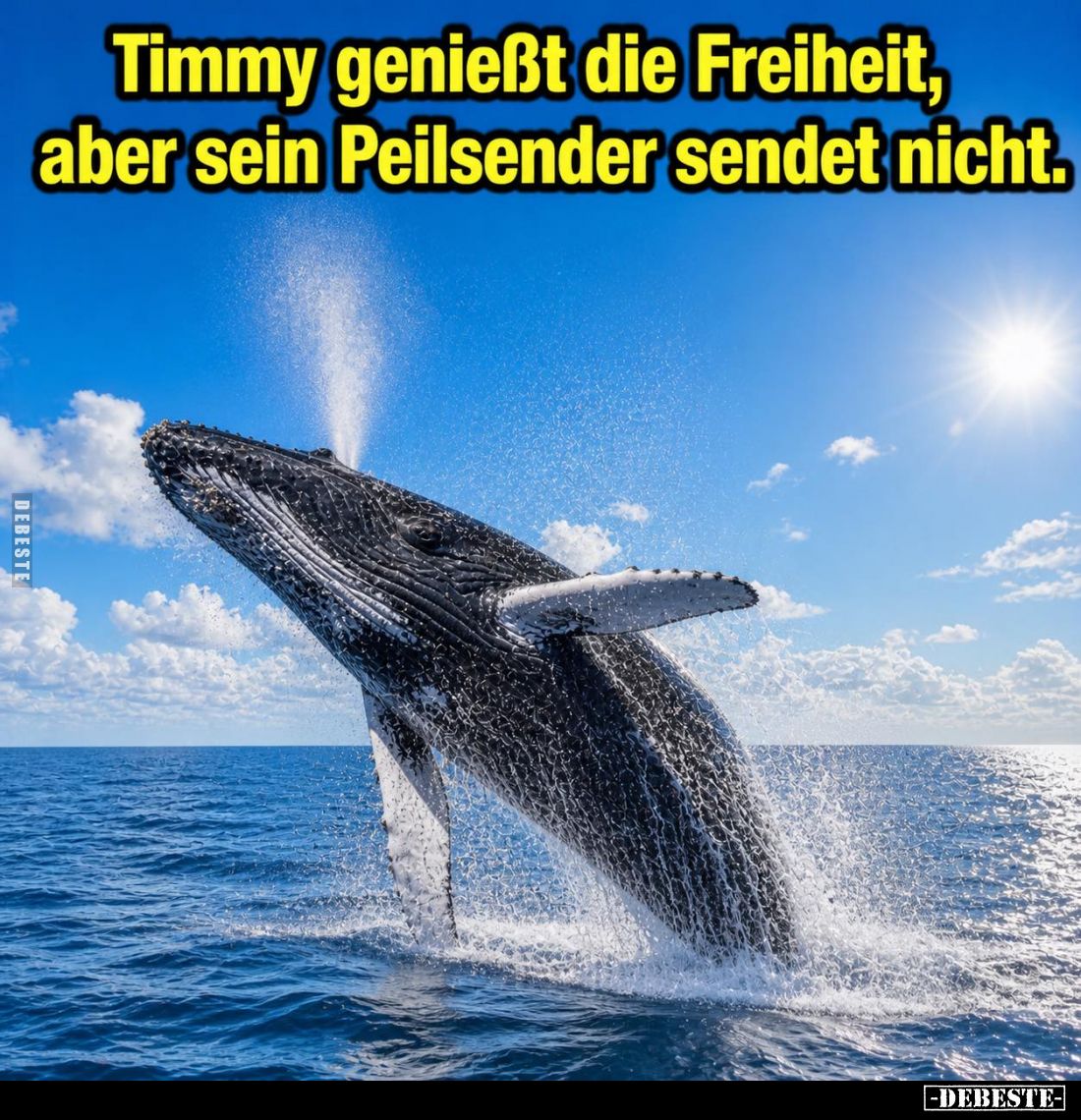 Timmy genießt die Freiheit, aber sein Peilsender sendet nicht.
???? Obrazek przedstawia wyskakującego z wody humbaka.