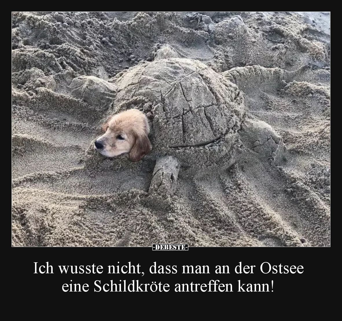 Ich wusste nicht, dass man an der Ostsee eine Schildkröte antreffen kann!