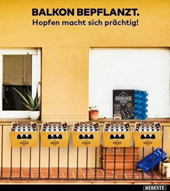 Balkon bepflanzt: Hopfen macht sich prächtig!..