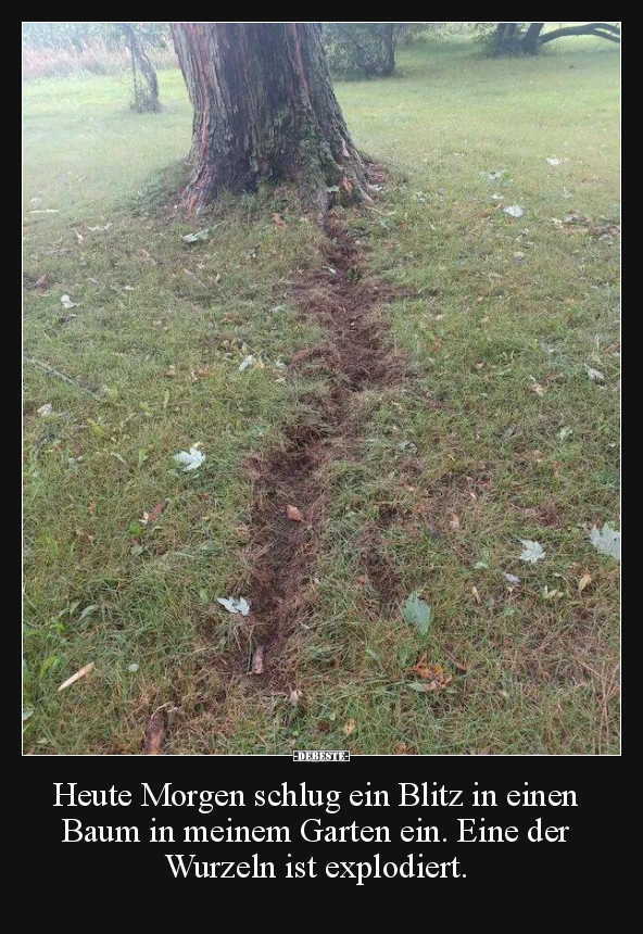 Heute Morgen schlug ein Blitz in einen Baum in meinem.. - Lustige Bilder | DEBESTE.de