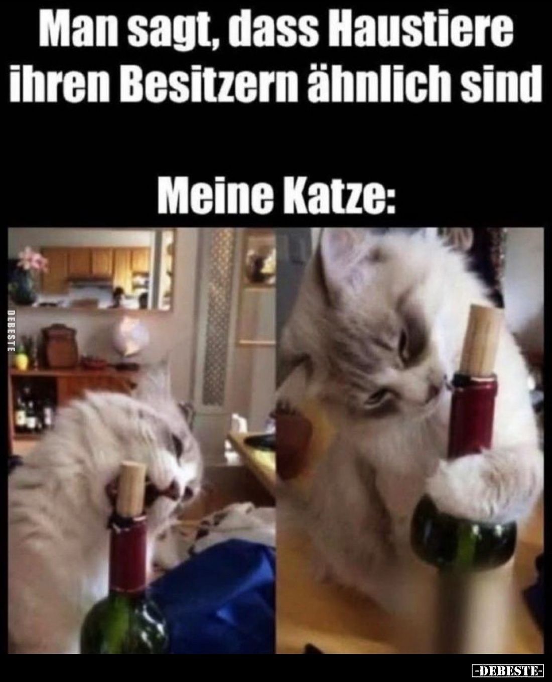 Man sagt, dass Haustiere ihren Besitzern ähnlich sind.

Meine Katze: