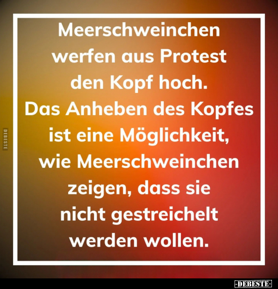 Meerschweinchen werfen aus Protest den Kopf hoch.. - Lustige Bilder | DEBESTE.de