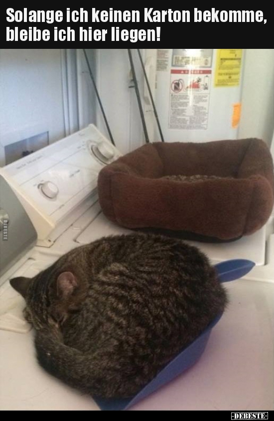 Solange ich keinen Karton bekomme, bleibe ich hier..