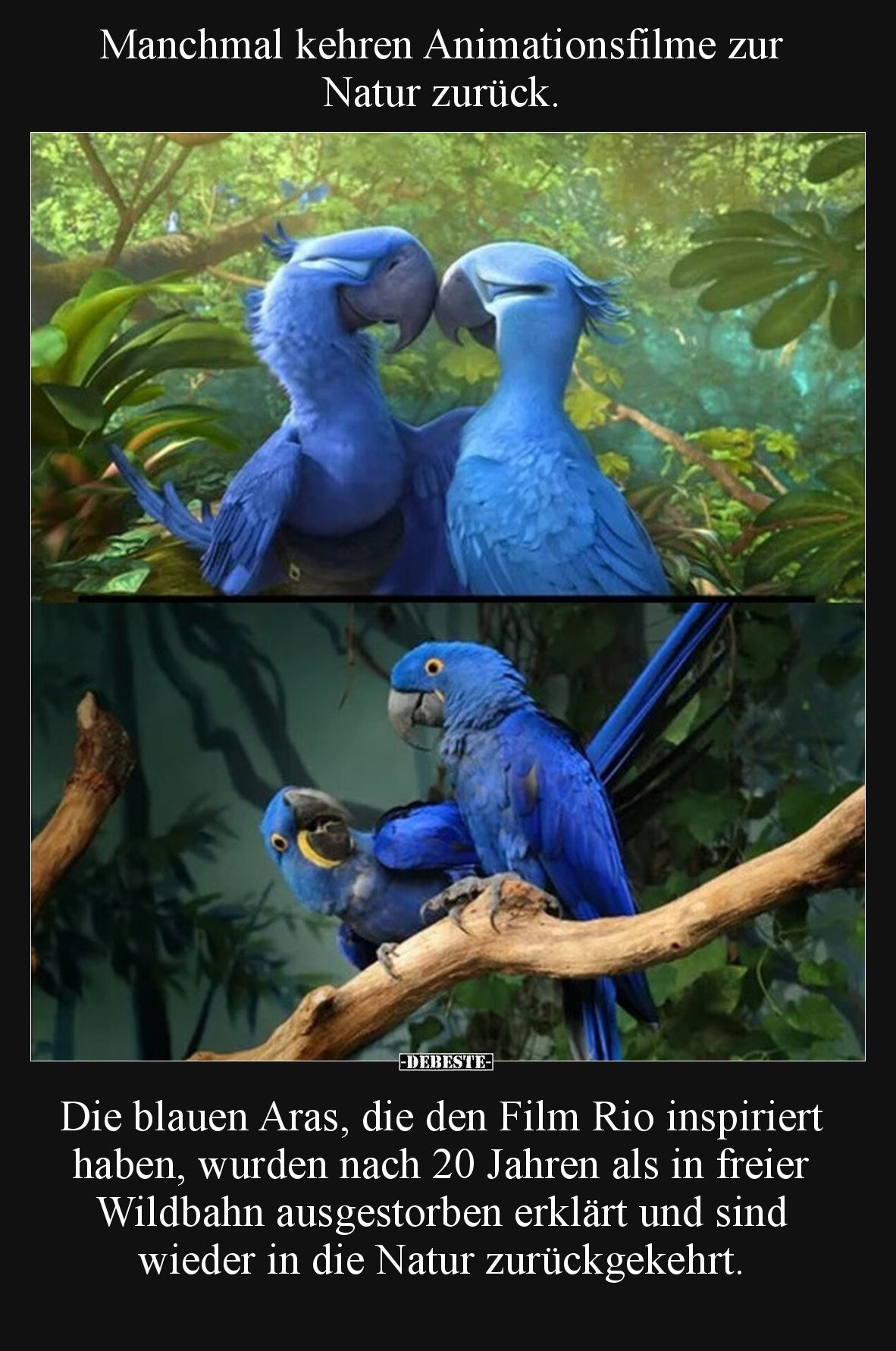 Manchmal kehren Animationsfilme zur Natur zurück.
Die blauen Aras, die den Film Rio inspiriert haben, wurden nach 20 Jahre...