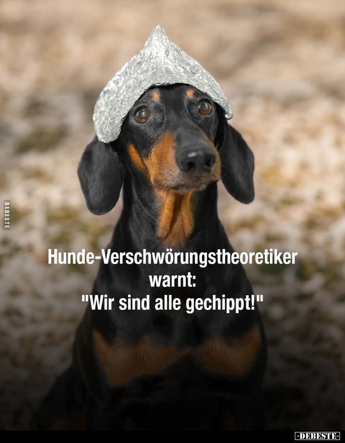 Hunde-Verschwörungstheoretiker warnt: "Wir sind alle gechippt!"