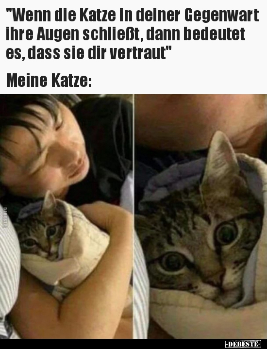 "Wenn die Katze in deiner Gegenwart ihre Augen schließt.." - Lustige Bilder | DEBESTE.de