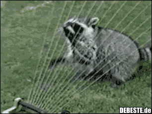 Waschbär spielt Harfe.. :)