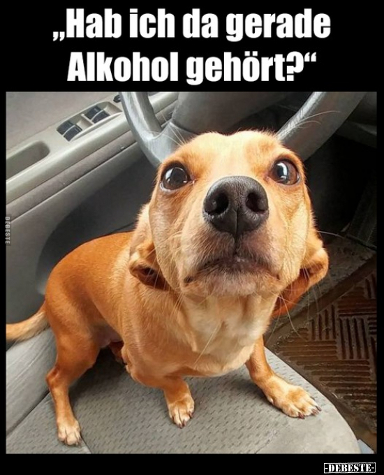 "Hab ich da gerade Alkohol gehört?".. - Lustige Bilder | DEBESTE.de