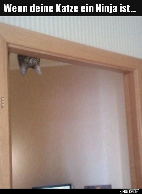 Wenn deine Katze ein Ninja ist...