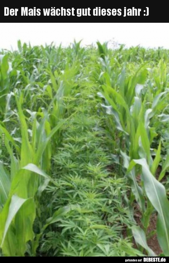 Der Mais wächst gut dieses jahr :)