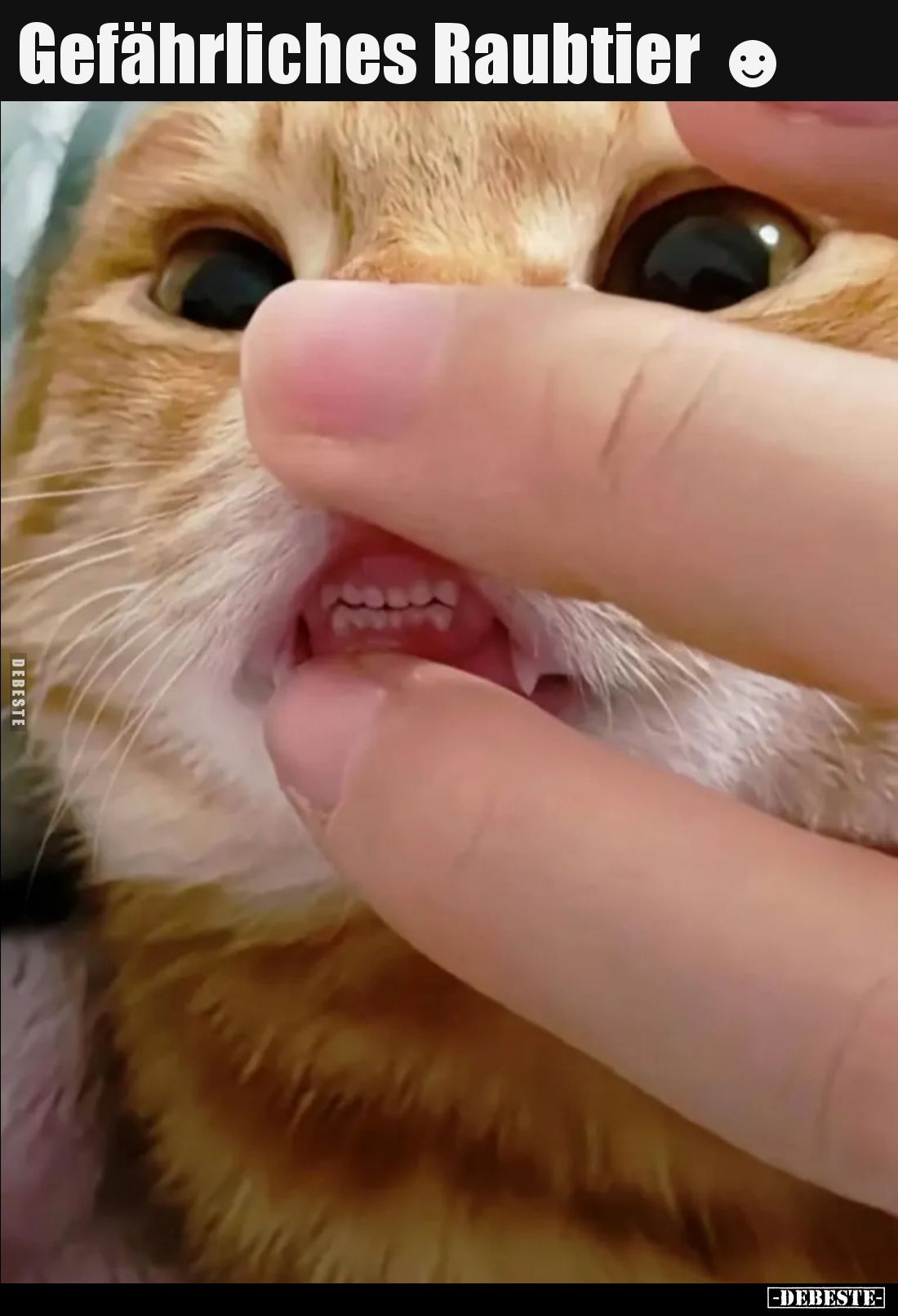 Gefährliches Raubtier.. - Lustige Bilder | DEBESTE.de