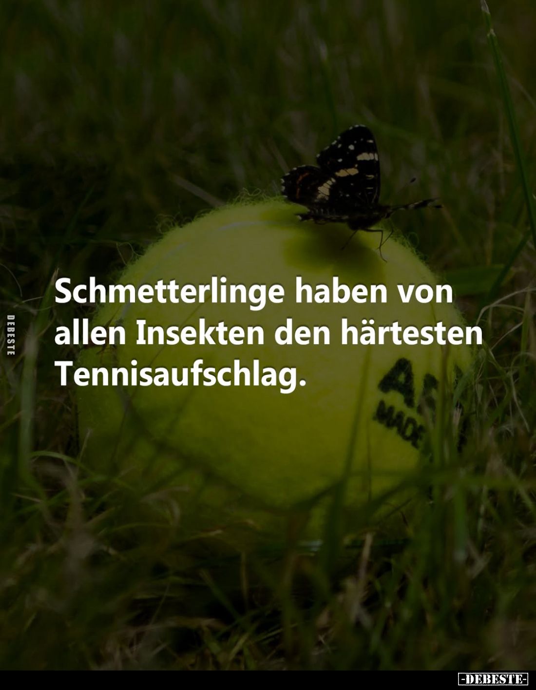 Schmetterlinge haben von allen Insekten den härtesten Tennisaufschlag.
