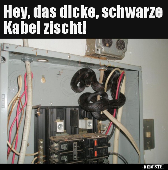 Hey, das dicke, schwarze Kabel zischt!.. - Lustige Bilder | DEBESTE.de